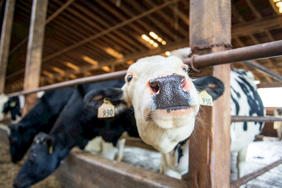 A cow poking it's head through the pasture